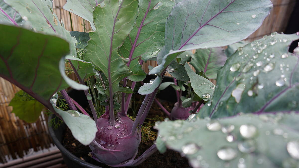 Kohlrabi – so züchtest du den perfekten Kohlrabi auf deinem Balkon