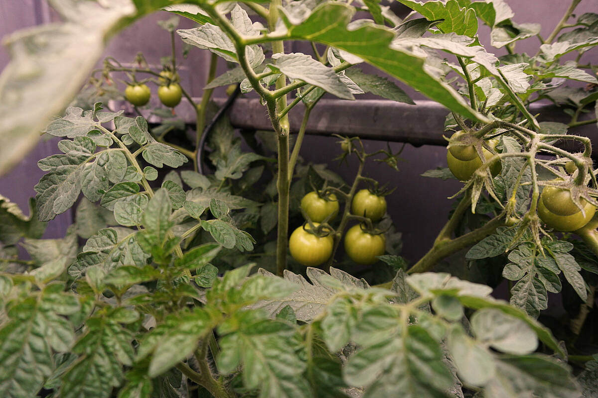 Tomate –Heimisches Superfood aus dem eigenen Garten