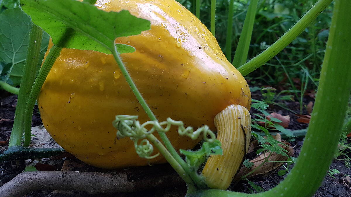 Wann kannst du deinen Kürbis ernten?