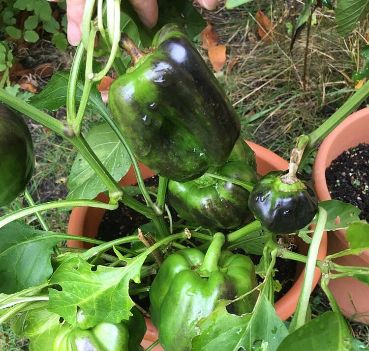 Schwarze Flecken auf der Grünen Paprika – Schnelle Hilfe