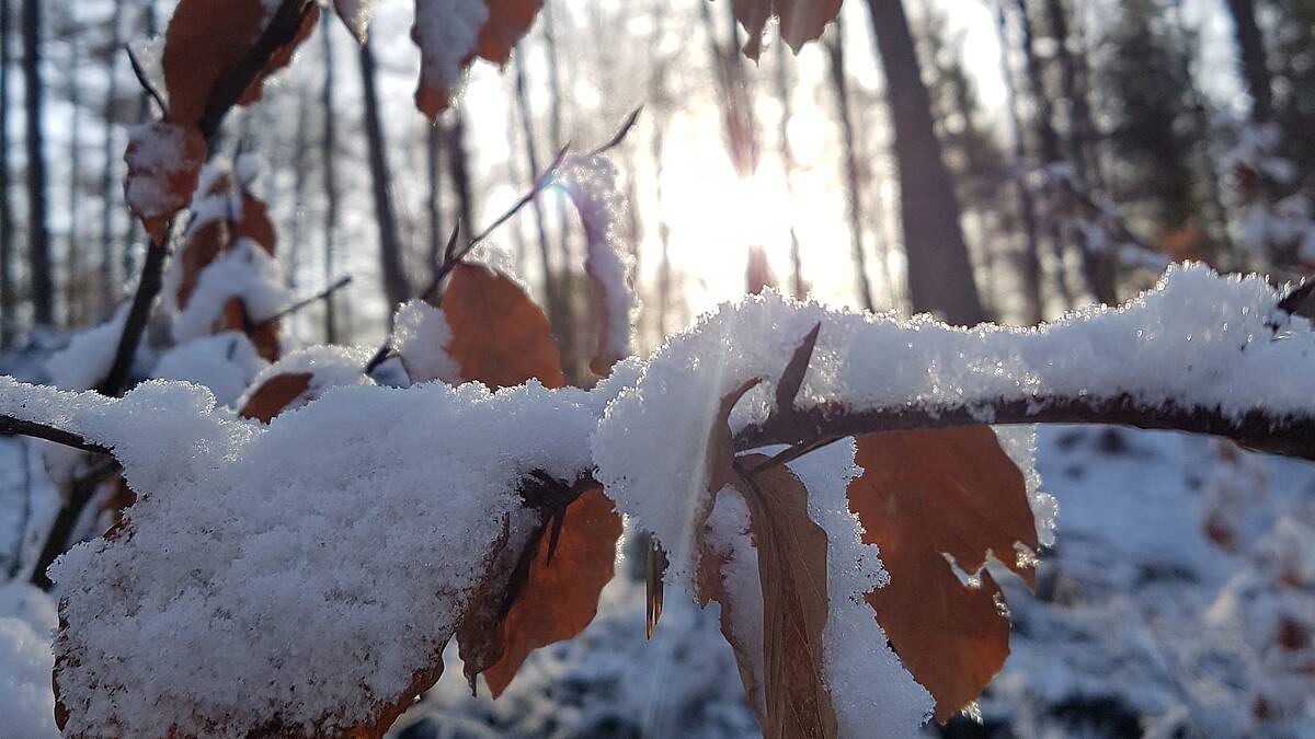 Gartennützlingen beim Überwintern helfen