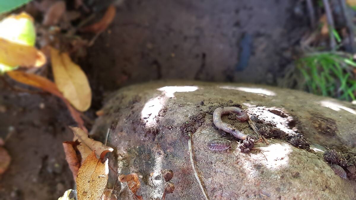 Regenwurm und Ohrenkneifer – Gartenhelden im Porträt