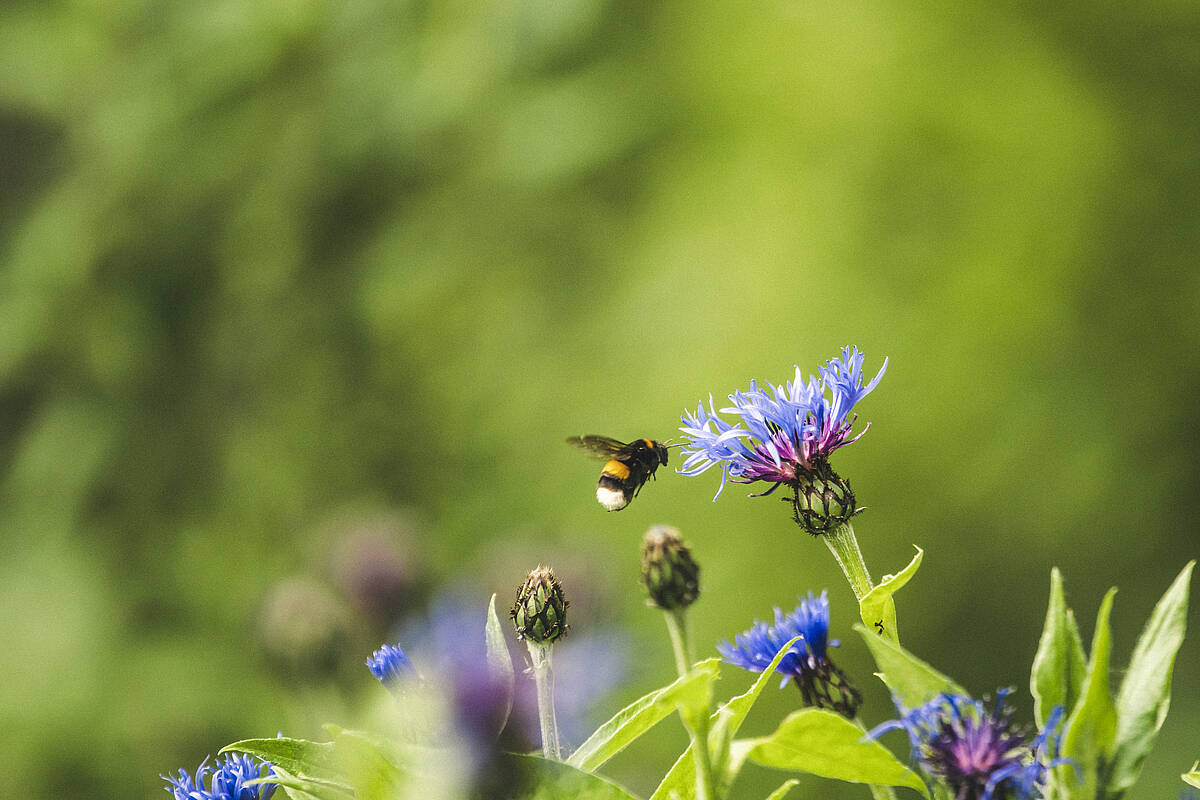 Am 10. Juli ist Tritt-nicht-auf-eine-Biene-Tag!