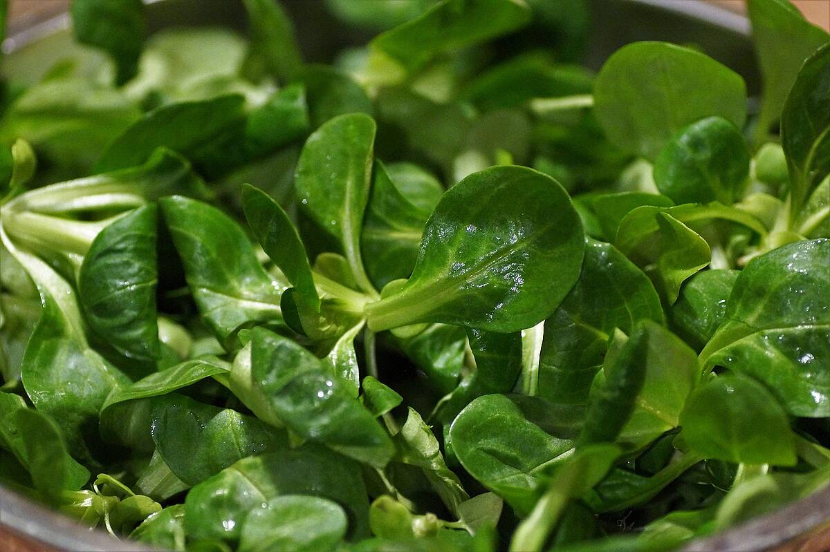 Darum ist der Feldsalat der "König der Salate"