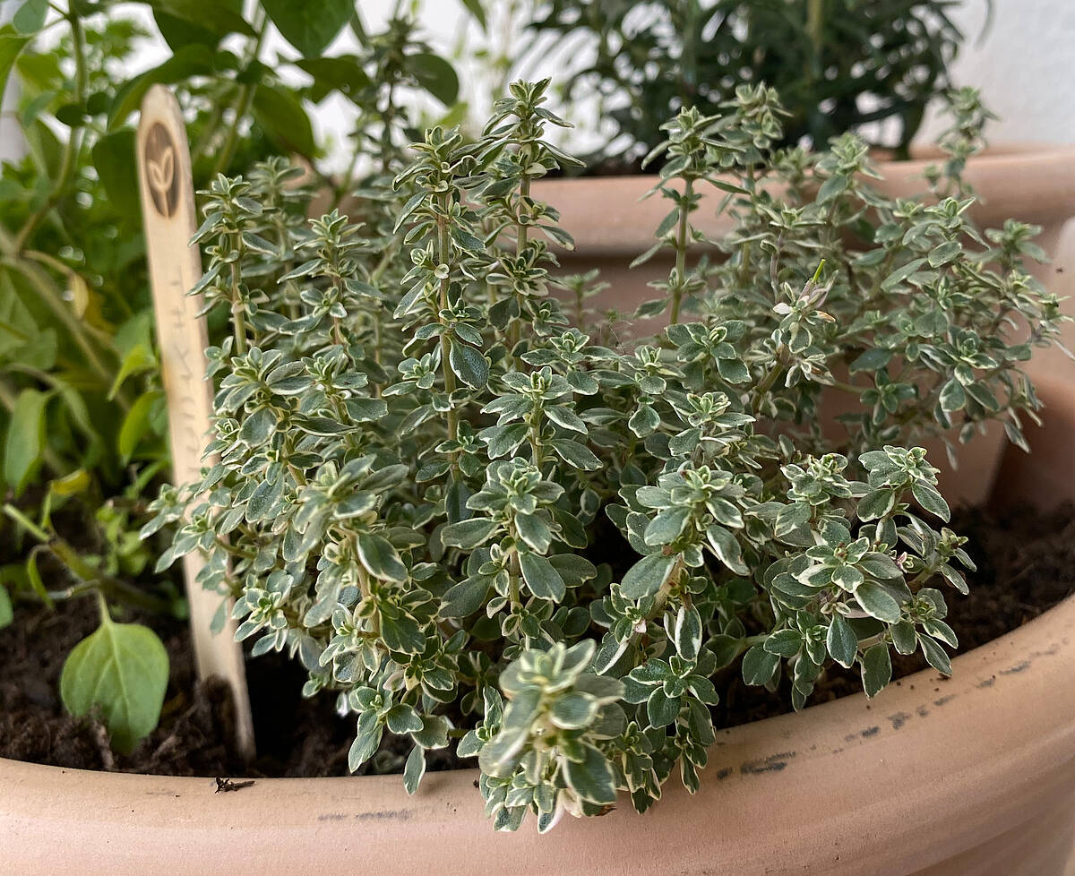 Mit diesen Tricks ziehst du deine eigene Thymian Pflanze