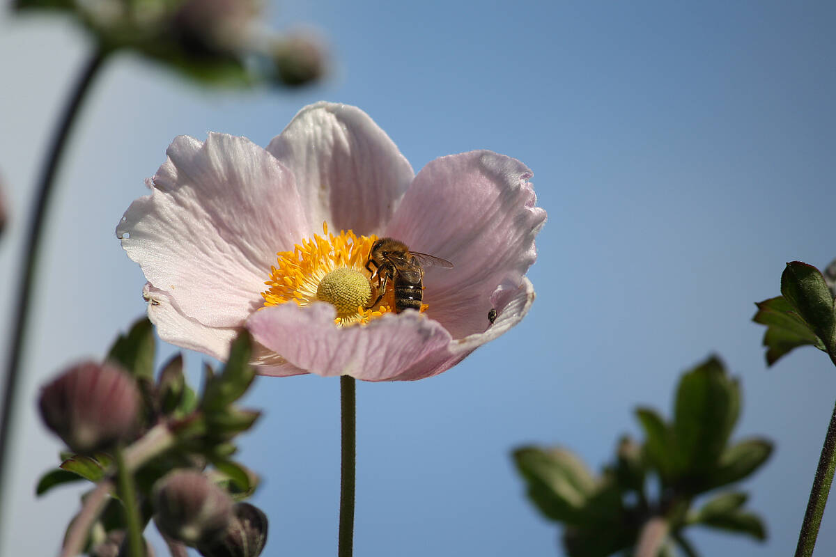 Das können wir alle aktiv für den Bienenschutz tun