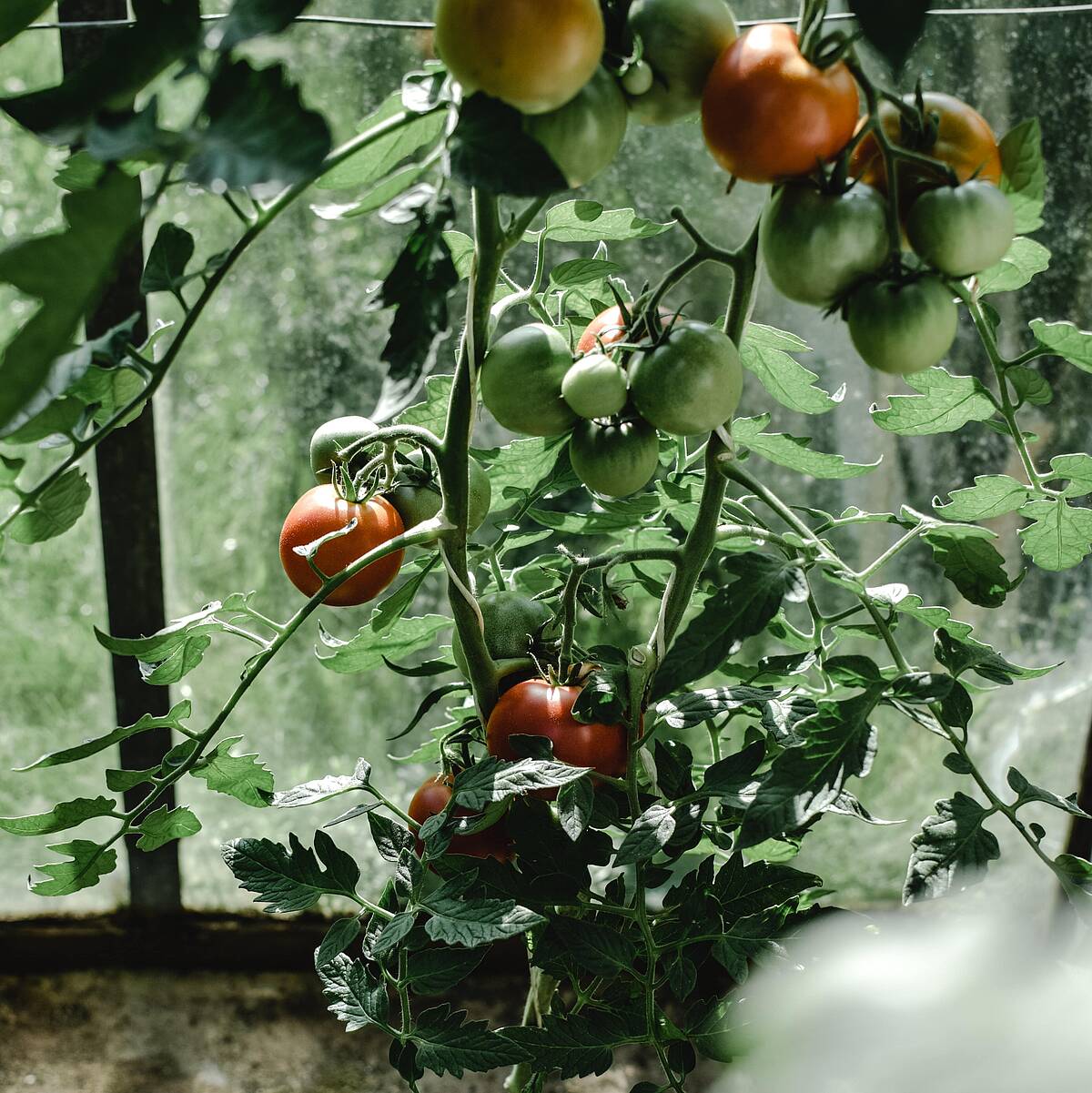 Braunfäule an Tomaten