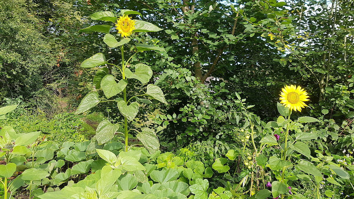 Schon mal von Permakultur gehört?