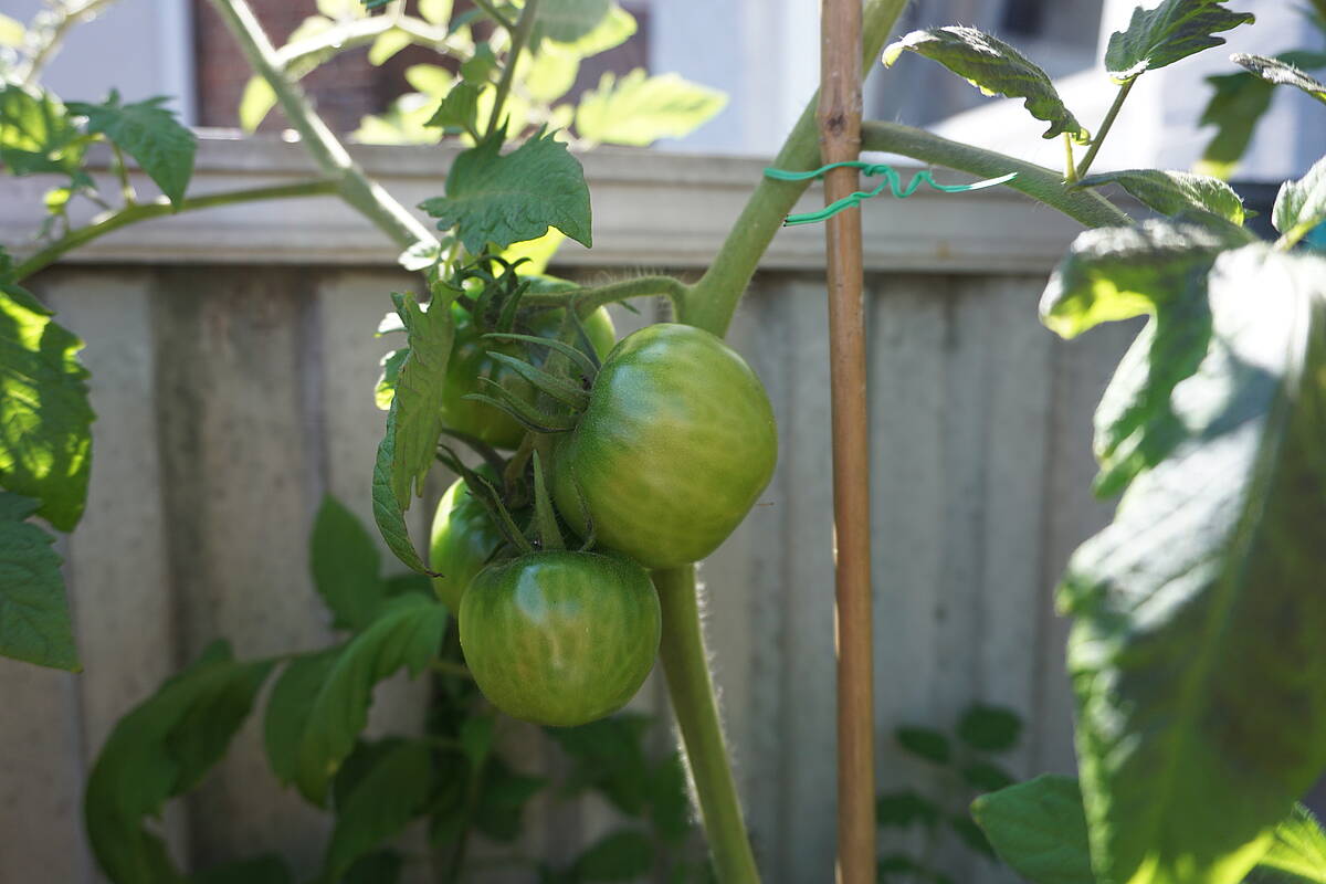 Was mache ich, wenn meine Tomaten nicht rot werden?