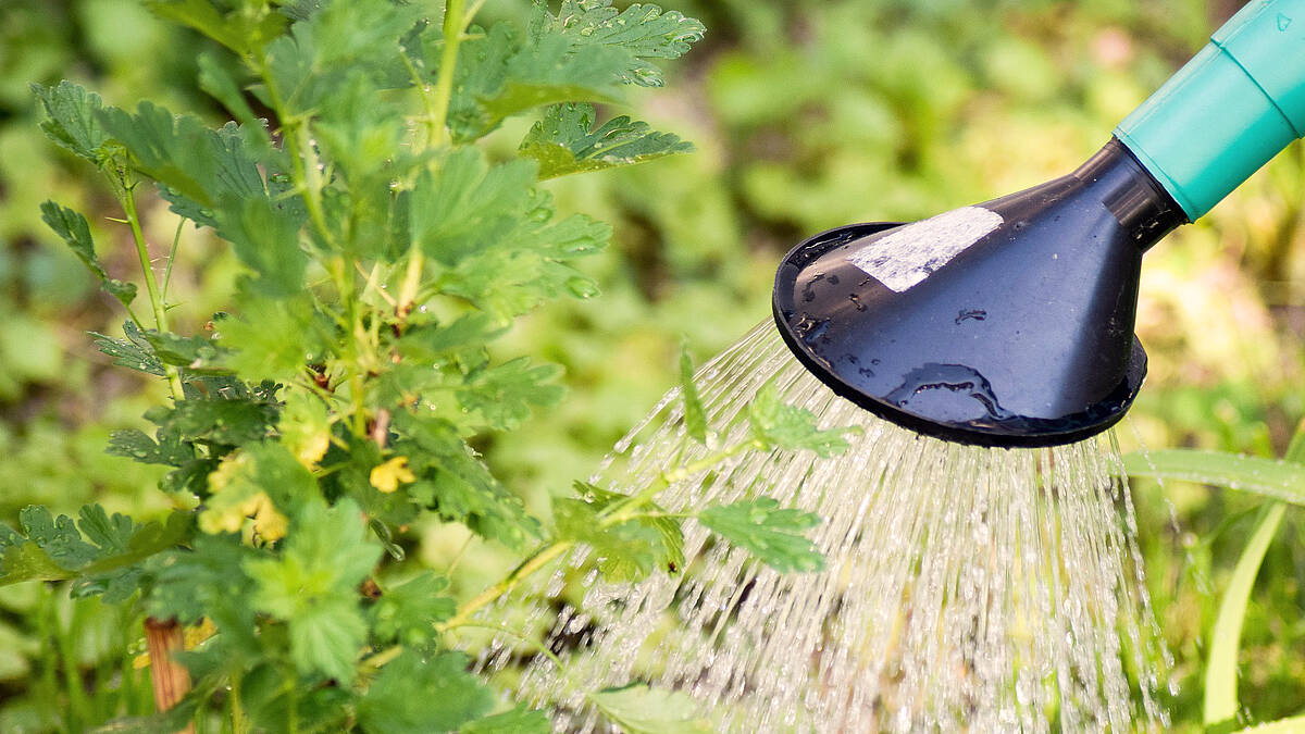 10 sinnvolle Tipps – Wasser sparen im Sommer