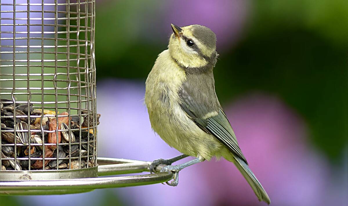 Den Winter-Balkon mit Leben füllen: Wintersalate & Vogelfütterung zu Hause