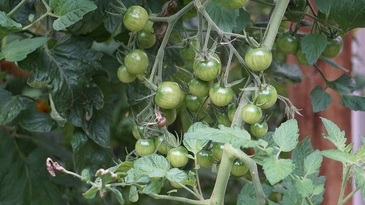 Tomaten nach der Ernte noch nachreifen lassen
