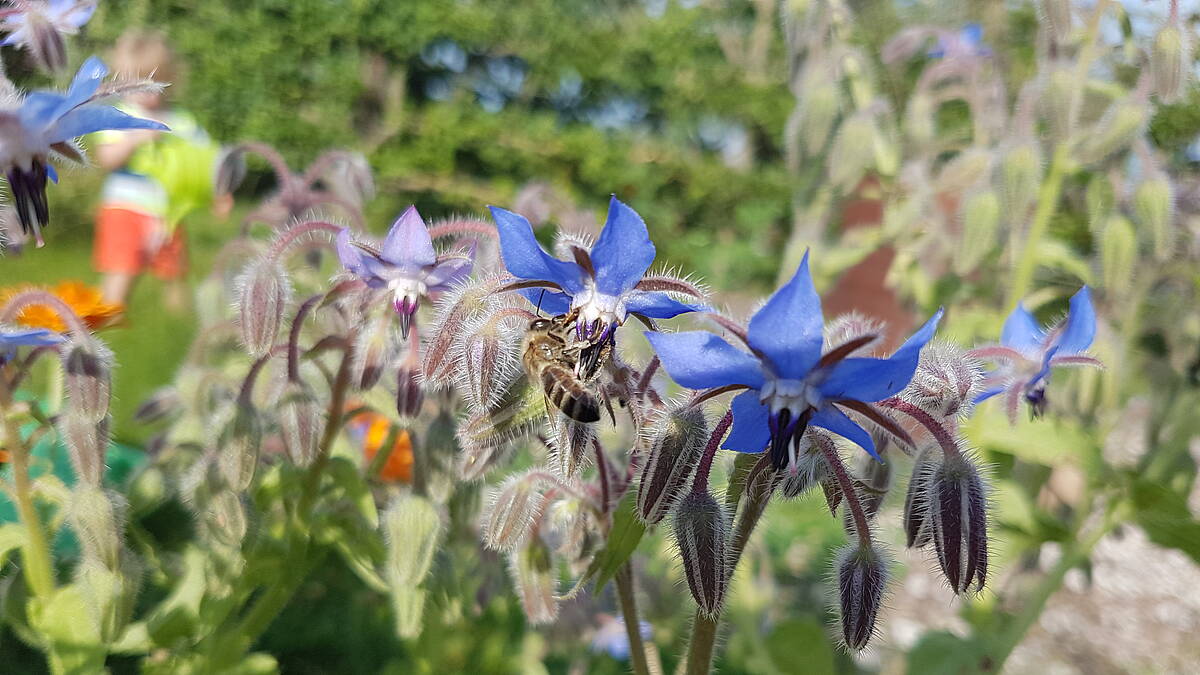 Gartennützlinge ansiedeln