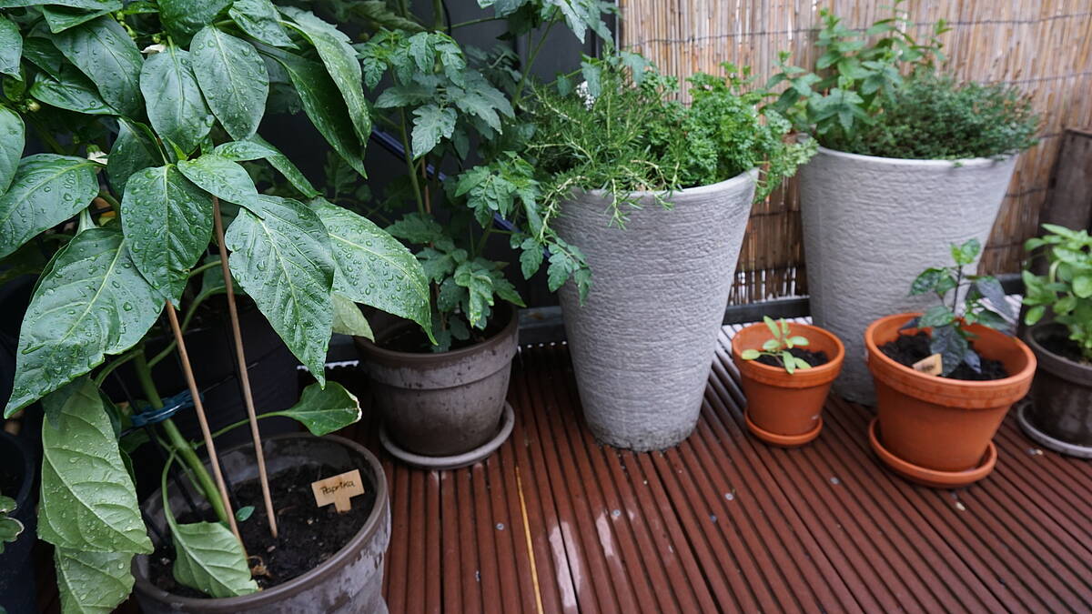 Die richtigen Töpfe für Tomaten, Gurke und Co.