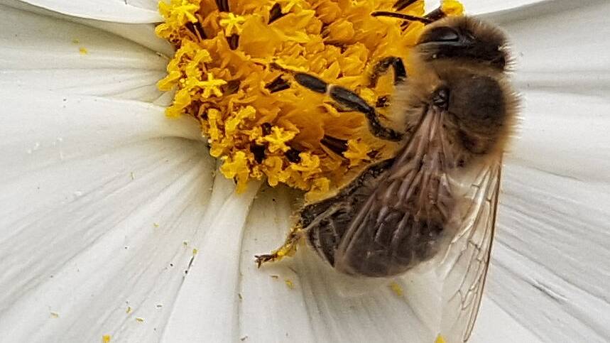 Bienenschutz - mit diesen Tipps hilfst du wirklich weiter